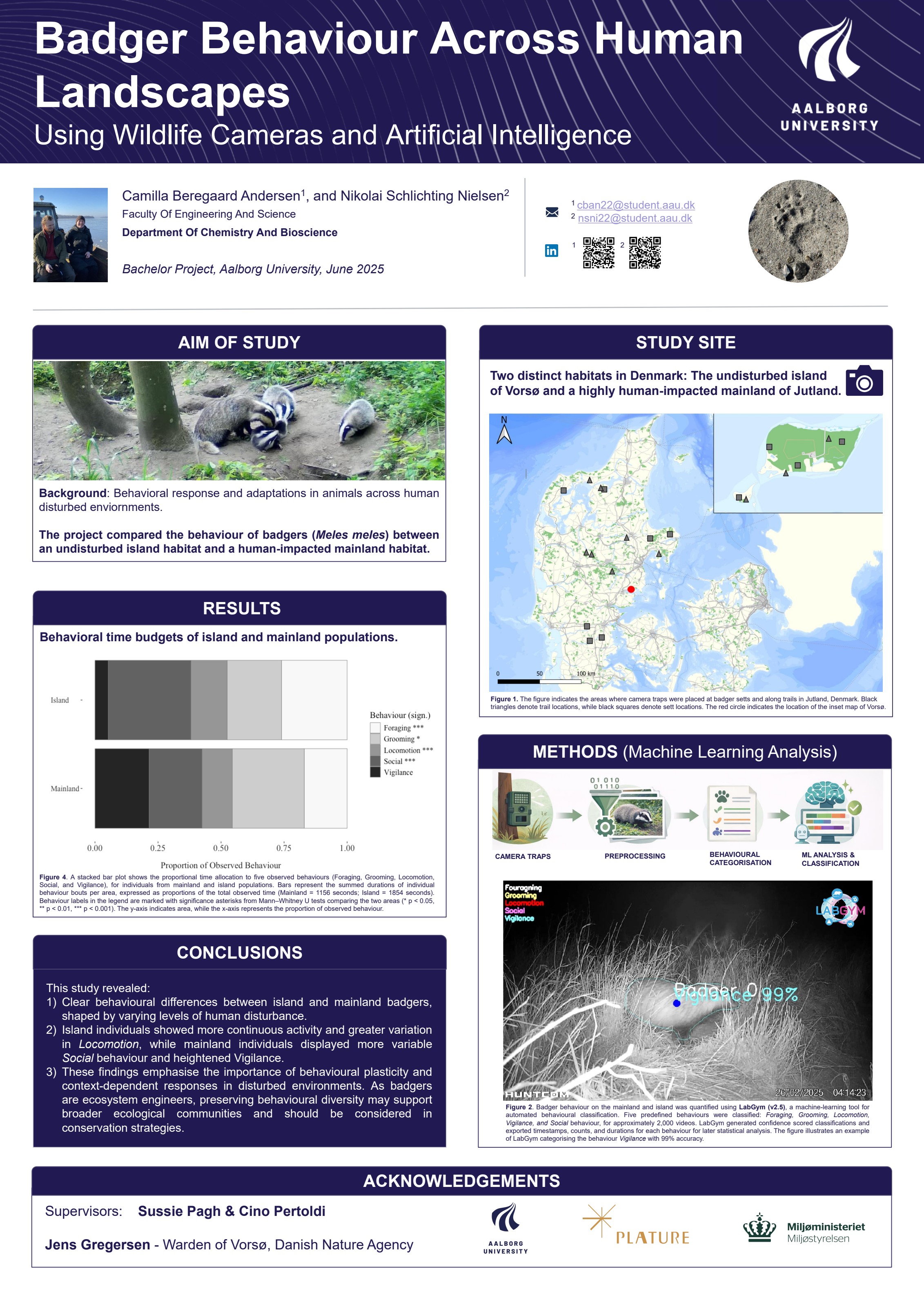 Research poster from Aalborg University on badger behaviour analysed with wildlife cameras and AI
