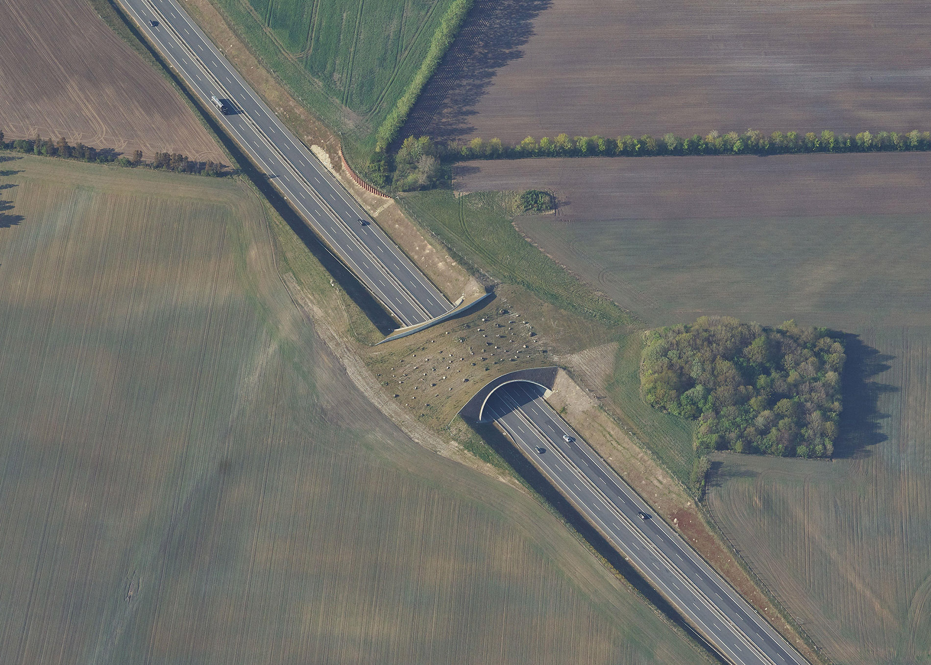 Red deer crossing a fauna bridge over the Holstebro Motorway